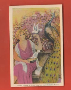 VINTAGE A LOVELY PEACOCK AT GRAND VIEW INN NEAR HUNTSVILLE CANADA POSTCARD - Picture 1 of 2
