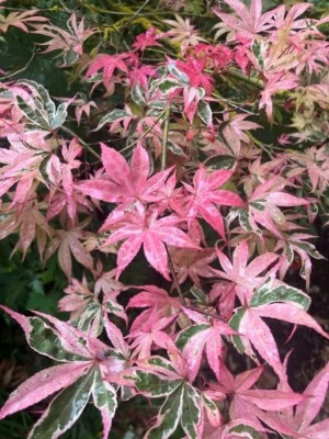 Geisha Gone Wild Japanese Maple Tree - Live Plant - ( 2.5 QT ) - Image 1 of 4