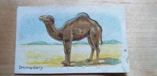 1925 Hustlers Soap Animals 1st series Dromedary No.9 
