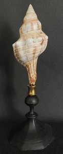 Cabinet de Curiosités coquillage pleuroploca trapezium sur socle - Picture 1 of 4
