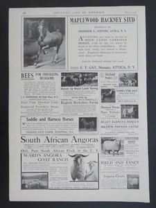 Litografía 1905 blanco y negro 9x13 ganado caballo oveja ganado cerdo anuncios 2 caras - Imagen 1 de 2