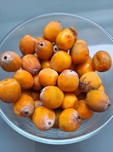 Queen Palm - Syagrus romanzoffiana - 2 seeds - Graines - Samillas - Gx 064 - Picture 1 of 2