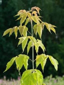 20 ASHLEAF MAPLE SEEDS - box elder. Acer negundo - Picture 1 of 4