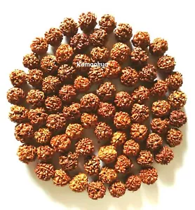 4 Mukhi Face Rudraksh Rudraksha 50 Piece Loose Beads - Foto 1 di 1
