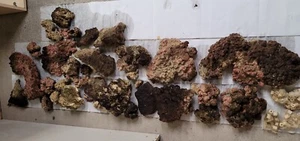 pietre vive acquario - Foto 1 di 3