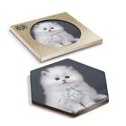 1 x Hexagon Coaster - White Fluffy Cat Kitten Portrait #16911