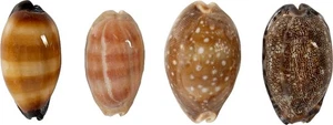 Cowries MIxed Pulido Artesanía Conchas a Granel Conchas Marinas 2-3" (1 Kilo) - Imagen 1 de 1