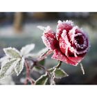 Photo fleur d'hiver pétales glacés rose rouge 12 x 16 pouces imprimé art encadré