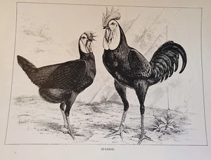 Antiguo estampado de aves de corral 1910 'español' de J.W. Ludlow blanco y negro - Imagen 1 de 3