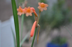 Cyrtanthus brachyscyphus rare tiny Beautiful flower foliage compact grower 4-5ea - Picture 1 of 3