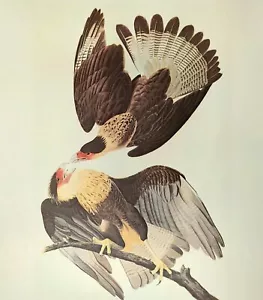 John James Audubon Birds Caracara Vintage Art Book Print Plate 66 - Picture 1 of 3