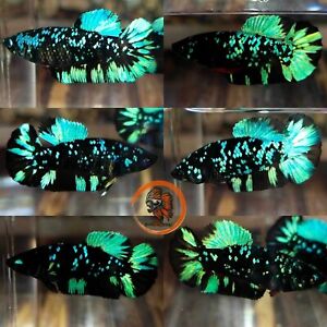 Avarta Nebula HMPK - Female Betta Fish