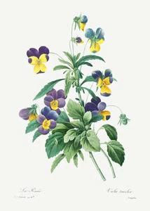 Wild Pansy - 1800's - Pierre-Joseph Redoute - Botanical Illustration Magnet - Picture 1 of 2