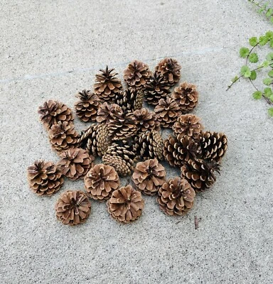 25 Naturally Dried Sap & Bug Free Pine Cones 2.5-3” - Image 1 of 4