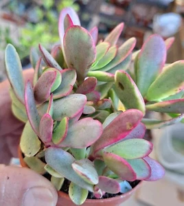 Rare Pink Jade 1x Leaf Prop Crassula Platyphylla variagated Green, Pink &White - Picture 1 of 10