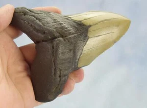Megalodon Shark Teeth XLG Real FOSSIL 5 - 24 million year old 120mm 5.0" 655dd - Picture 1 of 12