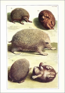 1990 Vintage Print European HEDGEHOG Petit Herisson Pieter Tanje 18th Century - Bild 1 von 3