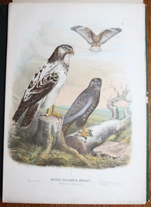 1878 Raubvögel Deutschlands Falcon Oskar von Riesenthal 60 Chromolithographs - Picture 1 of 24