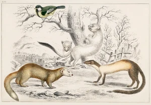 Winter Weasel Ferret Poster - Vintage Animal Wall Art - 16x12/20x16/24x18/36x24 - Picture 1 of 11