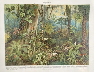 Originalgrafik Flora: Tropenwald - Chromolithographie um 1900 Jungle - Bild 1 von 4
