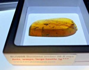 A101 BU1698 Menagerie 5gram Burmese Amber Burmite Myanmar 99mya - Picture 1 of 20