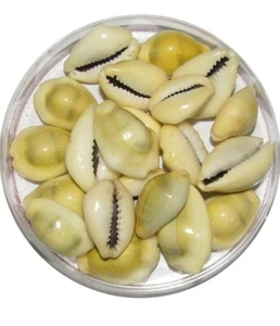31 Lakshmi Peeli Yellow Kawri Kodi Peeli Cowrie Sea Shell Laxmi - Picture 1 of 3