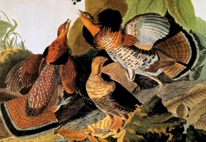 Beautiful Birds RUFFED GROUSE Vintage Original Art Book Plate 28 - Picture 1 of 3