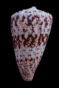 Muschel - Conus araneosus nicobaricus 77mm - Bild 1 von 3