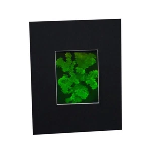 3D CORAL Hologram Picture MATTED, Collectible on Silver Halide Type Film - Picture 1 of 7