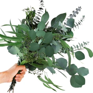 12Pcs Mixed Real Dried Eucalyptus Leaves Stems - Preserved Plant Branches, Si... - Picture 1 of 7