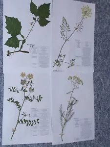 Herbarium Pflanzensammlung; 10 gepresste & bestimmte, Pflanzen selber AUSWÄHLEN - Bild 1 von 12