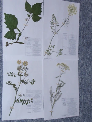Herbarium Pflanzensammlung; 20 gepresste + bestimmte, Pflanzen selber AUSWÄHLEN  - Bild 1 von 4