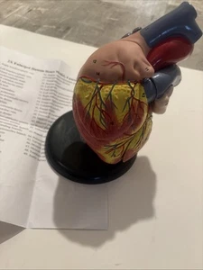 Human Heart Model - 4 Parts Numbered Anatomy Teaching w/stand 2X Enlarged - Picture 1 of 3