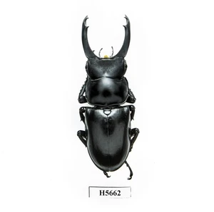 INSECT -H5662. Lucanidae: Hemisodorcus branaungi ssp. -RARE, HUGE 62MM, VIETNAM - Picture 1 of 3