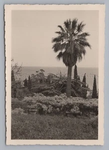 Ventimiglia Italia 1953 - Jardín Botánico Hanbury Palme - Foto años 50 - Imagen 1 de 2