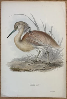 JOHN GOULD Original FOLIO Lithograph Squacco Heron Birds of Europe C. 1832 RARE - Image 1 of 4