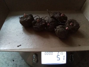 amorphophallus konjac, Tränenbaum, Teufelszunge 6 Knollen 50 Gramm - Bild 1 von 4