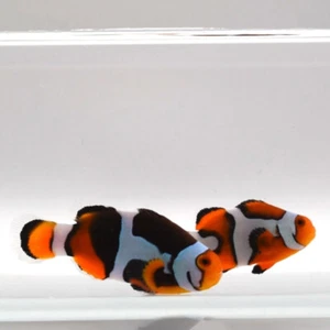 Onyx Picasso Clownfish Pair WYSIWYG H32 / ARS Clownfish - Picture 1 of 2
