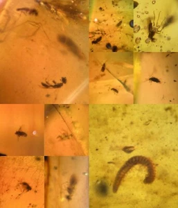 10 pieces authentic Myanmar insect Amber specimen fossil dinosaur age 4.13-22 - Picture 1 of 12