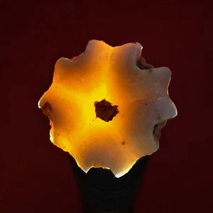 016 ECHINODERMATA BLASTOID, DELTOBLASTUS TIMORENSIS FROM TIMOR INDONESIA, 27MM - Picture 1 of 8