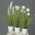 mucplants Kunstpflanze Gras im weißen Topf 3 Stück Höhe 38cm Grün/Creme 