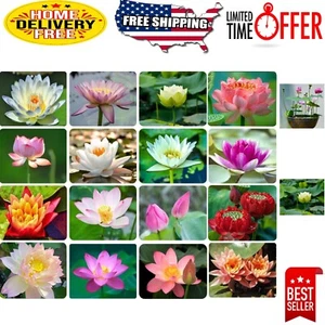 Aquatic Garden Transformation: 30PCS Bowl Lotus Seeds - Air Purifying Marvels - Picture 1 of 10