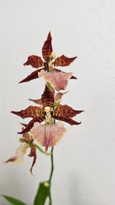 Orchidee Odontonia Hybride Dunkel, momentan in Blüte - Bild 1 von 2