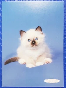 Postcard Neville Siamese Kitten Rachael Hale Classico Salesman Sample 4"x6" - Picture 1 of 2