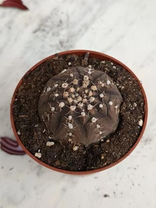 Gymnocalycium ragonesei Cactus Planta suculenta con raiz maceta Ø 8 cm - Foto 1 di 4