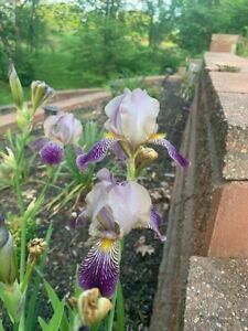 Purple and white iris rhizomes bare root bulbs