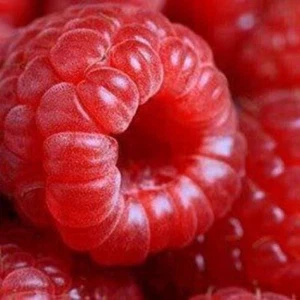 100 RED RASPBERRY Rubus Idaeus Fruit Bush Vine Seeds - Picture 1 of 5