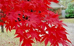 15 MOONFIRE JAPANESE MAPLE SEEEDS - Acer palmatum 'Moonfire' - Picture 1 of 8