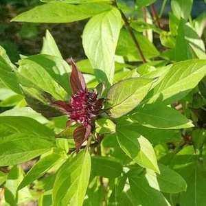 Basil - Thai Siam Queen - Bild 1 von 1
