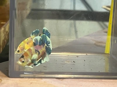 #4 a la venta orejas dumbo de neón de lujo masculinas y femeninas Koi Betta HMPK Foto 1 de 4